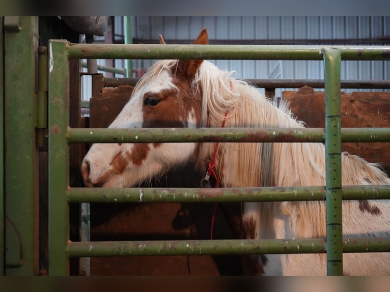 Mustang (americano) Giumenta 14 Anni 147 cm Tovero-tutti i colori in Rietberg