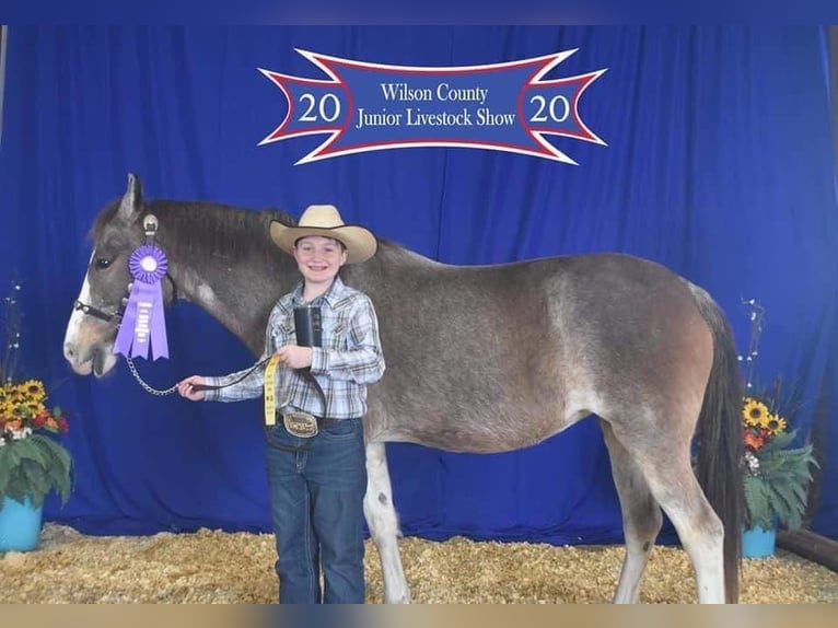 Mustang (americano) Giumenta 14 Anni 152 cm Baio roano in Stephenville TX