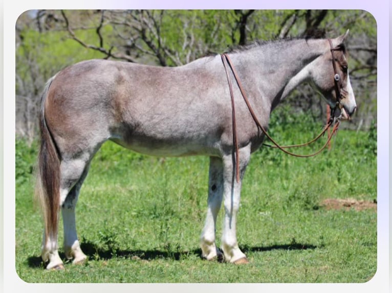 Mustang (americano) Giumenta 14 Anni 152 cm Baio roano in Stephenville TX