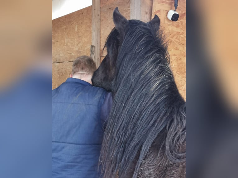 Mustang (americano) Giumenta 16 Anni 151 cm Morello in Z&#xFC;rbach