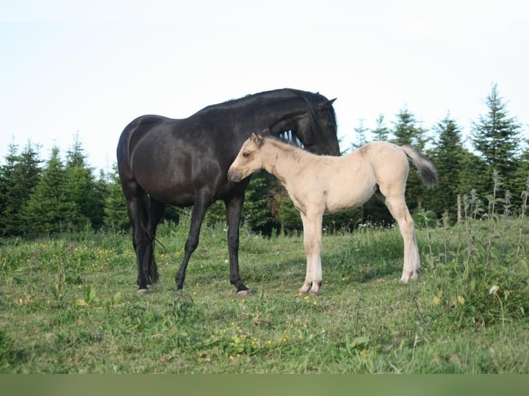 Mustang (americano) Giumenta 16 Anni 151 cm Morello in Z&#xFC;rbach