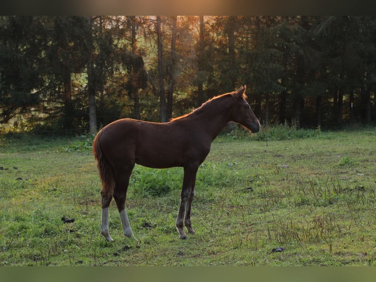 Mustang (americano) Giumenta 1 Anno 152 cm Sauro scuro in Einbeck