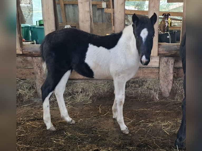 Mustang (americano) Giumenta 1 Anno 155 cm Pezzato in Kupferzell