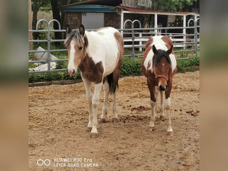 Mustang (americano) Mix Giumenta 1 Anno Palomino in BETTELDORF