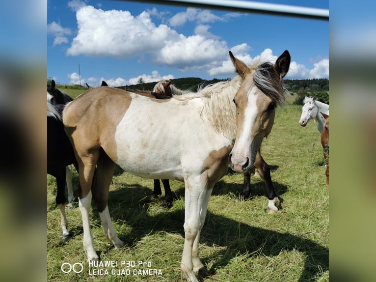 Mustang (americano) Mix Giumenta 1 Anno Palomino in BETTELDORF