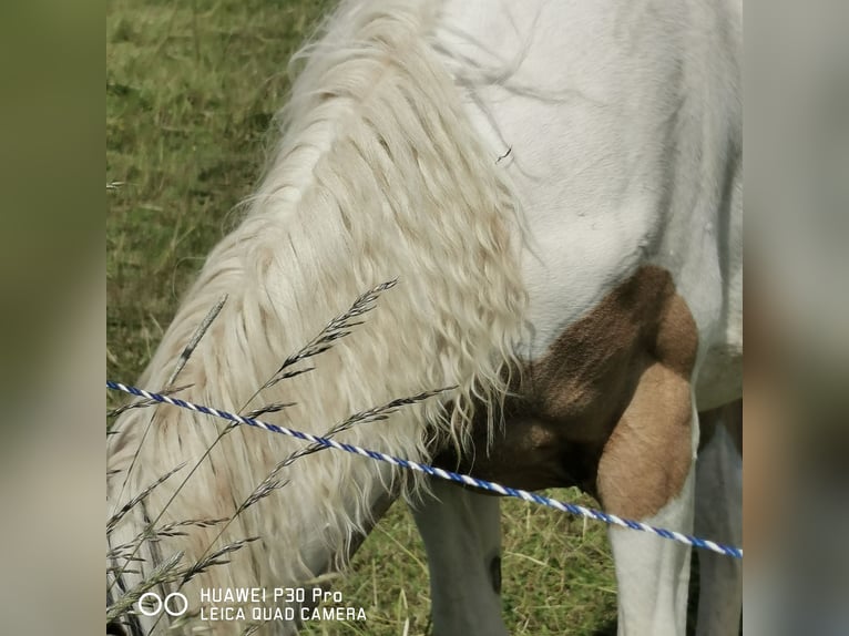 Mustang (americano) Mix Giumenta 1 Anno Palomino in BETTELDORF