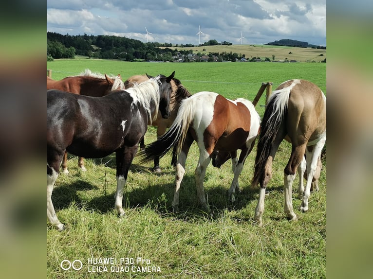 Mustang (americano) Mix Giumenta 1 Anno Palomino in BETTELDORF