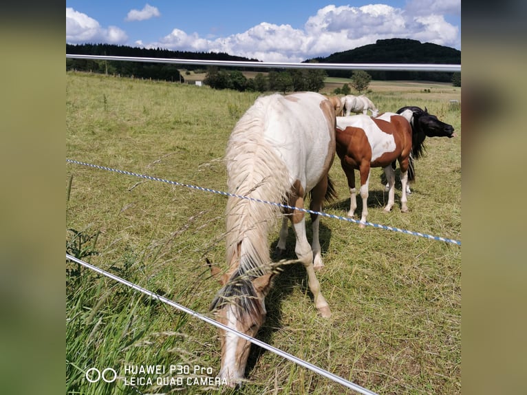 Mustang (americano) Mix Giumenta 1 Anno Palomino in BETTELDORF