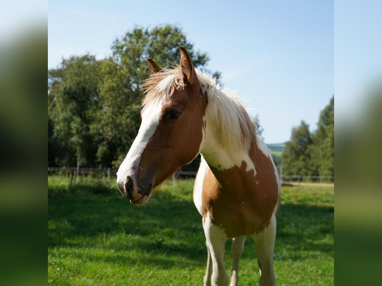 Mustang (americano) Giumenta 2 Anni 147 cm Tovero-tutti i colori in Taunusstein