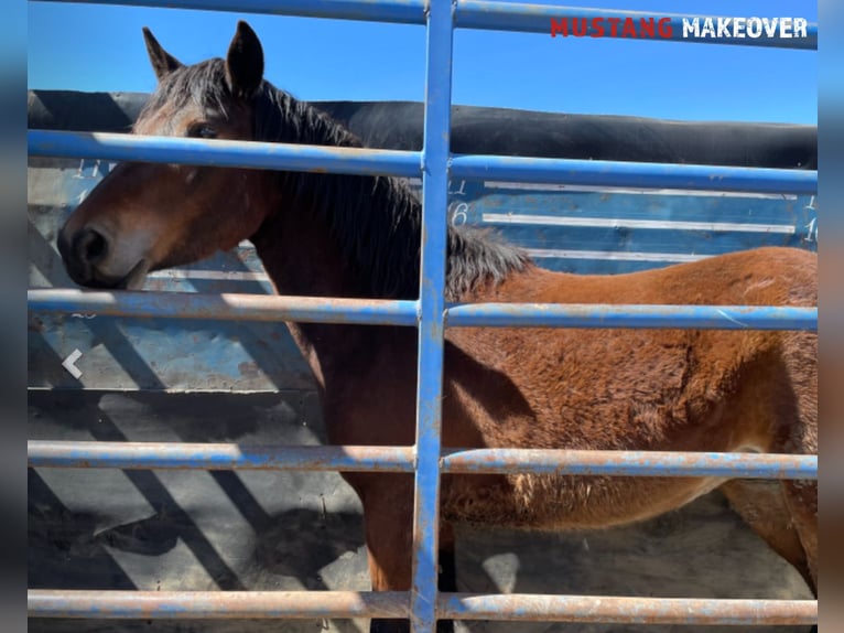 Mustang (americano) Giumenta 4 Anni 153 cm Baio in Taunusstein