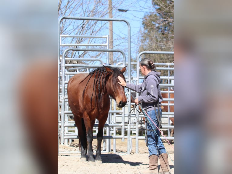 Mustang (americano) Giumenta 5 Anni 143 cm Baio in USA