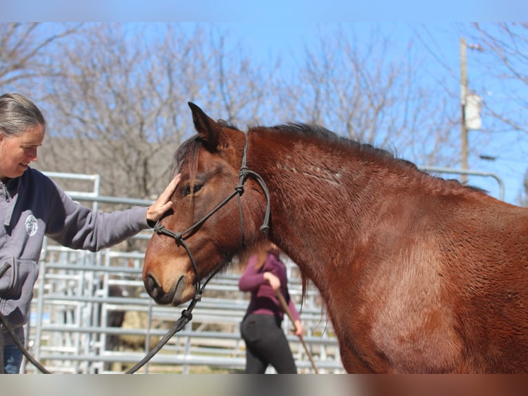 Mustang (americano) Giumenta 5 Anni 143 cm Baio in USA