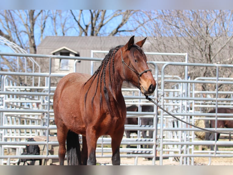 Mustang (americano) Giumenta 5 Anni 143 cm Baio in USA