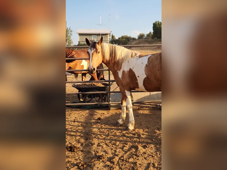 Mustang (americano) Giumenta 5 Anni 156 cm Tovero-tutti i colori in USA