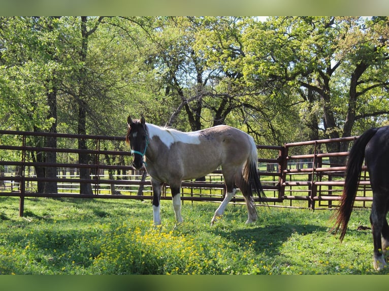 Mustang (americano) Giumenta 6 Anni 149 cm Grullo in Kirchheim unter Teck