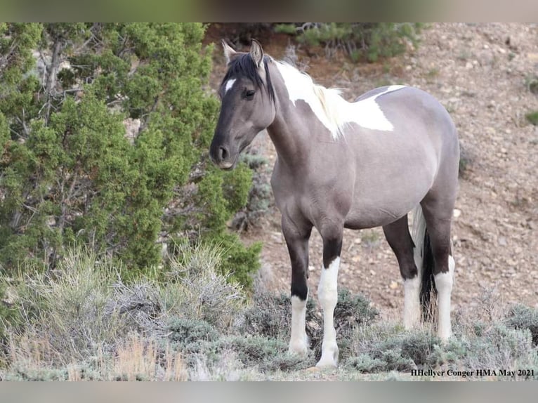 Mustang (americano) Giumenta 6 Anni 149 cm Grullo in Kirchheim unter Teck