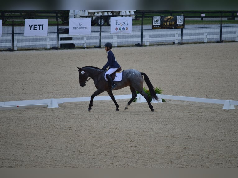 Mustang (americano) Giumenta 6 Anni Baio roano in Floresville