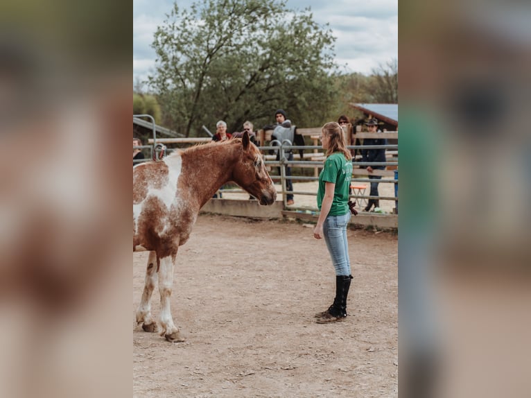 Mustang (americano) Giumenta 7 Anni 149 cm Pezzato in Geislingen an der Steige Aufhausen