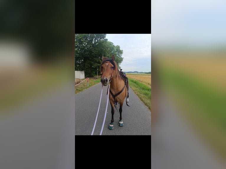 Mustang (americano) Mix Giumenta 9 Anni 138 cm Falbo in K&#xF6;ln