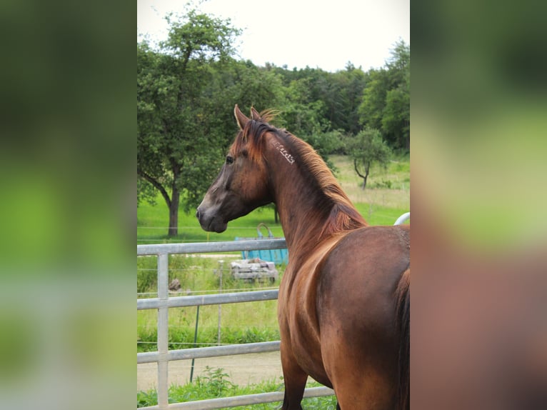 Mustang (americano) Stallone 3 Anni 152 cm Pelle di daino in Nerenstetten