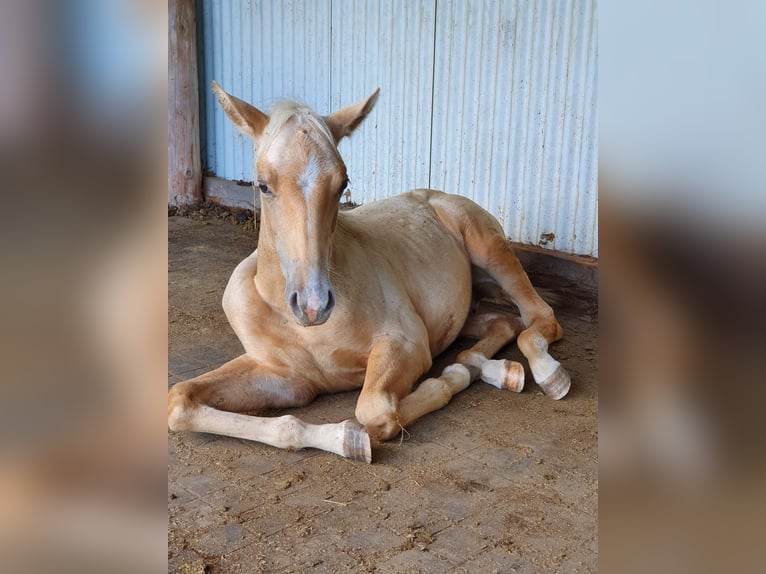 Mustang (americano) Mix Stallone Puledri
 (03/2024) 150 cm Palomino in Ötzingen