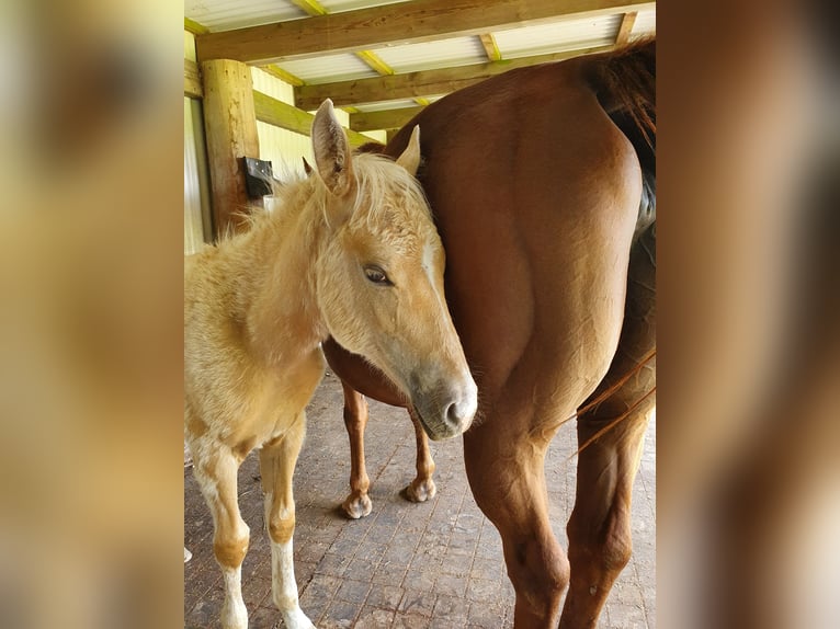 Mustang (americano) Mix Stallone Puledri
 (03/2024) 150 cm Palomino in Ötzingen