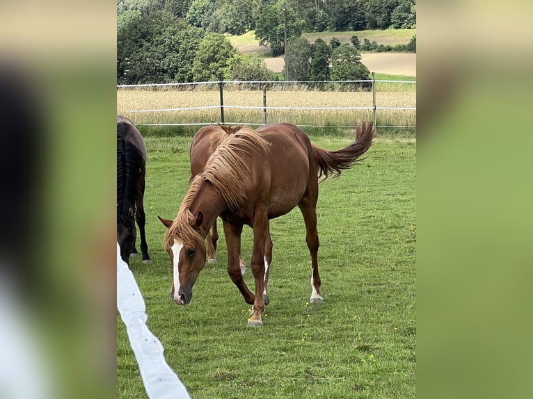 Mustang (amerikaans) Hengst 1 Jaar 155 cm Vos in Weiden i.d.Opf