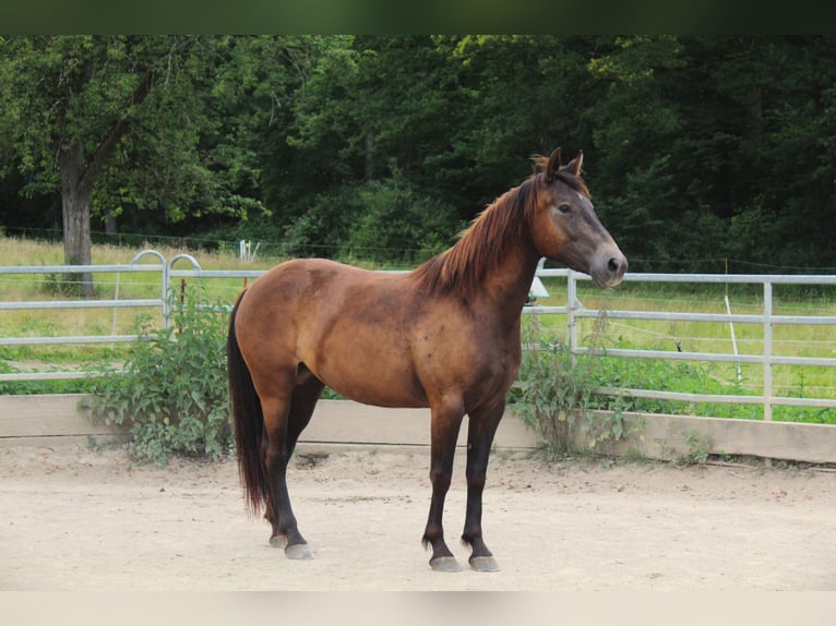 Mustang (amerikaans) Hengst 3 Jaar 152 cm Buckskin in Nerenstetten