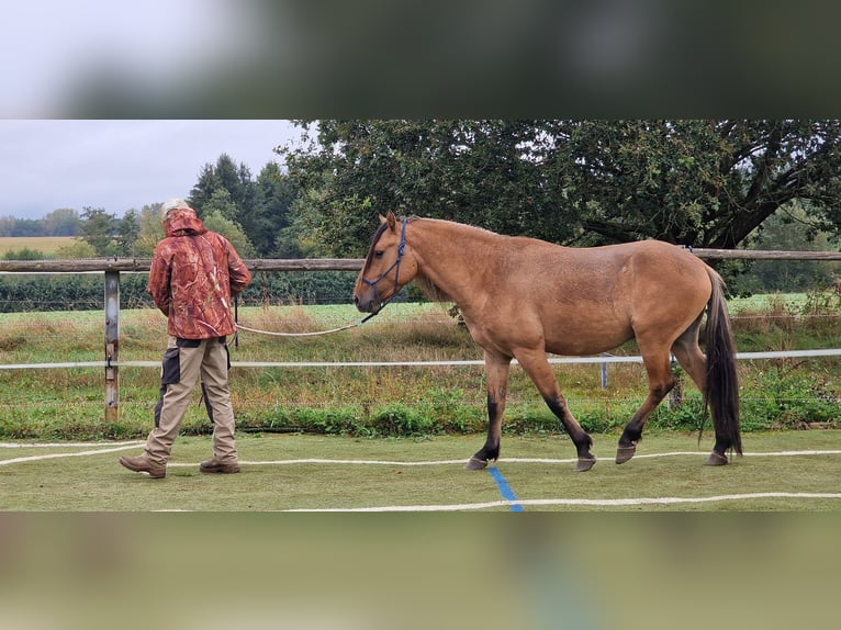 Mustang (amerikaans) Hengst Falbe in Maxsain