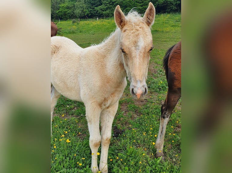 Mustang (amerikaans) Mix Hengst veulen (03/2024) 150 cm Palomino in Ötzingen