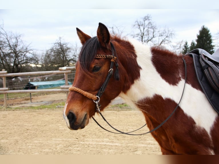 Mustang (amerikaans) Merrie 10 Jaar 144 cm Gevlekt-paard in Kirchheim unter Teck
