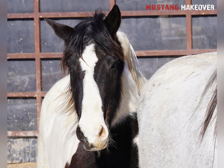 Mustang (amerikaans) Merrie 10 Jaar 145 cm Gevlekt-paard in Taunusstein