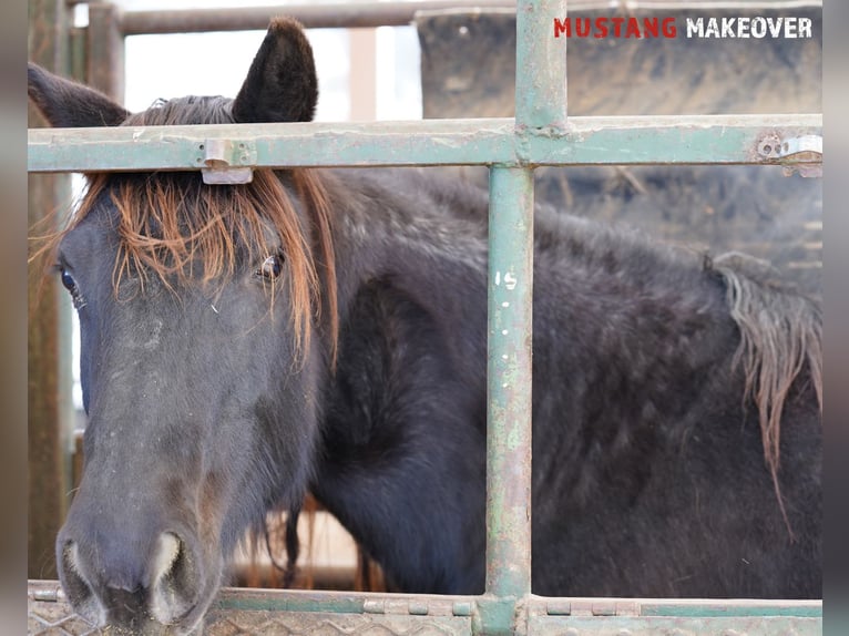 Mustang (amerikaans) Merrie 10 Jaar 149 cm Roan-Blue in Taunusstein