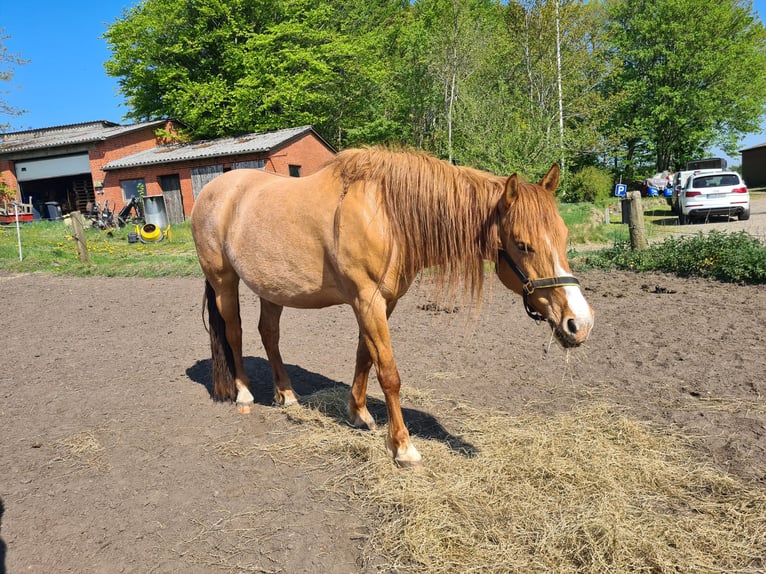 Mustang (amerikaans) Merrie 10 Jaar 155 cm Red Dun in Kalkar