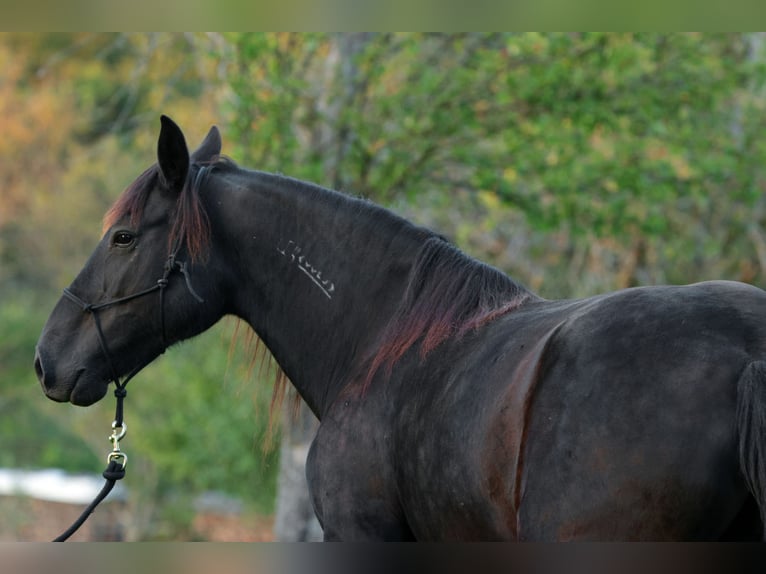 Mustang (amerikaans) Merrie 10 Jaar 157 cm Zwart in Kirchheim unter Teck