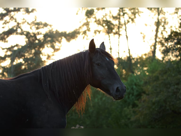 Mustang (amerikaans) Merrie 10 Jaar 157 cm Zwart in Kirchheim unter Teck