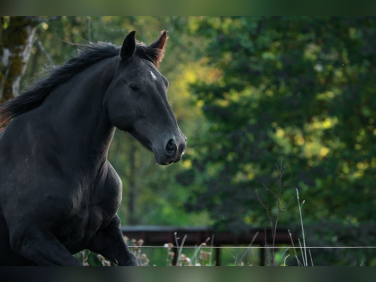 Mustang (amerikaans) Merrie 10 Jaar 157 cm Zwart in Kirchheim unter Teck