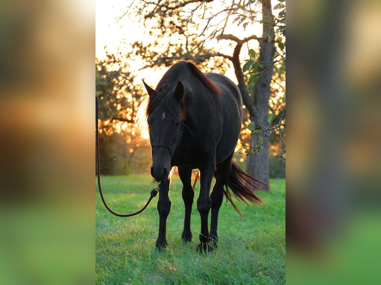 Mustang (amerikaans) Merrie 10 Jaar 157 cm Zwart in Kirchheim unter Teck