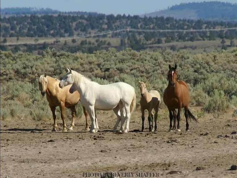 Mustang (amerikaans) Merrie 11 Jaar 145 cm Cremello in Kirchheim unter Teck