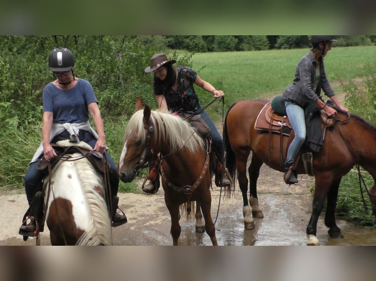 Mustang (amerikaans) Merrie 11 Jaar 155 cm Palomino in Betteldorf