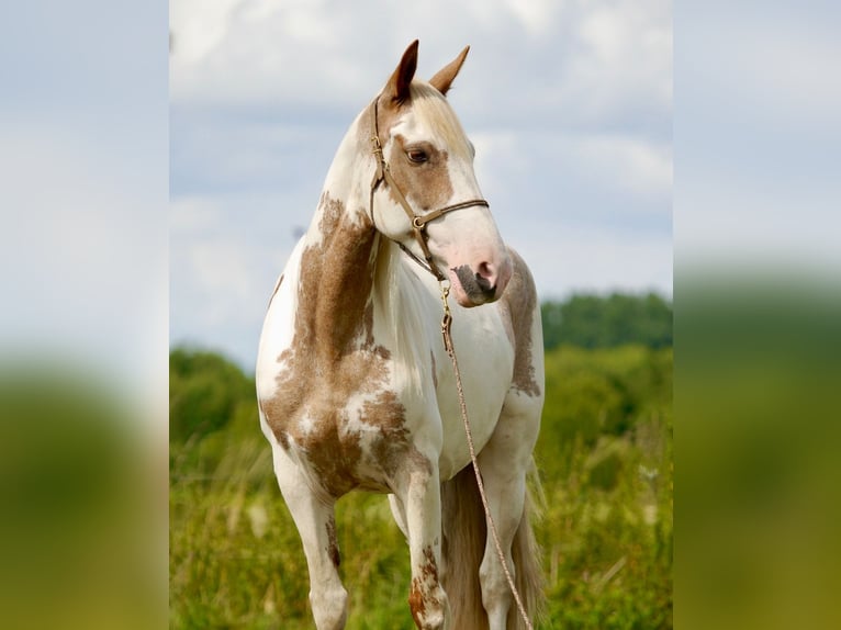 Mustang (amerikaans) Merrie 13 Jaar 147 cm Tovereo-alle-kleuren in Rietberg