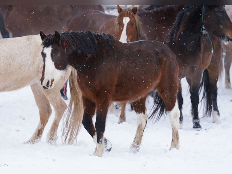 Mustang (amerikaans) Merrie 13 Jaar 152 cm Gevlekt-paard in Wedemark