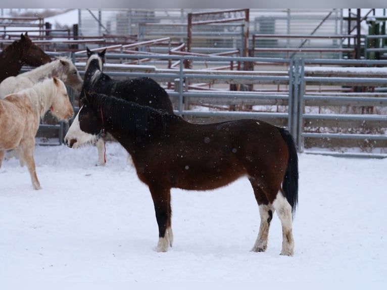 Mustang (amerikaans) Merrie 13 Jaar 152 cm Gevlekt-paard in Wedemark