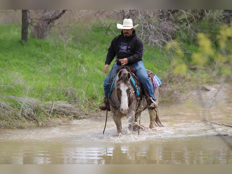 Mustang (amerikaans) Merrie 14 Jaar 152 cm Roan-Bay in Stephenville TX