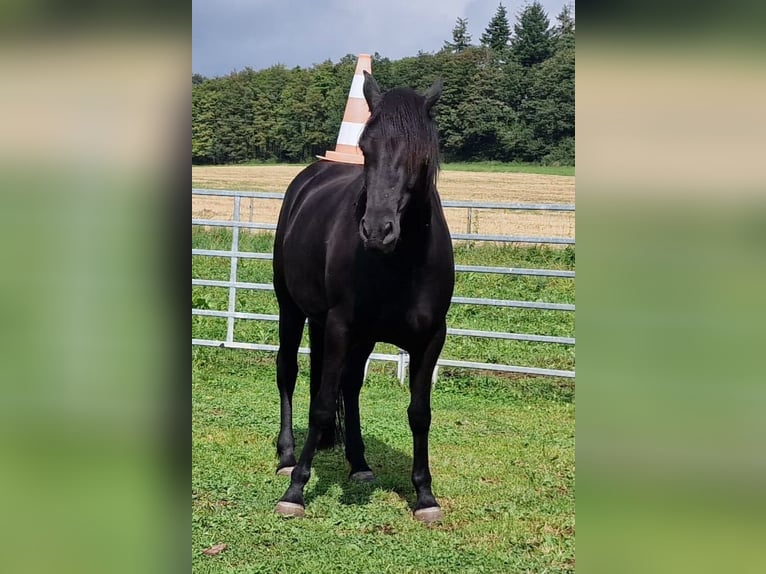 Mustang (amerikaans) Merrie 1 Jaar 155 cm in Kupferzell