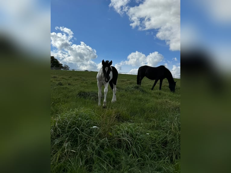 Mustang (amerikaans) Merrie 1 Jaar 155 cm in Kupferzell