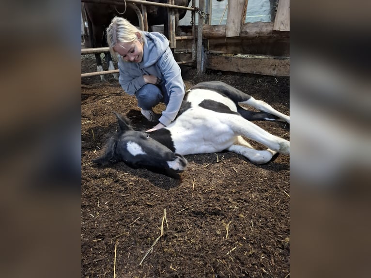 Mustang (amerikaans) Merrie 1 Jaar 155 cm in Kupferzell