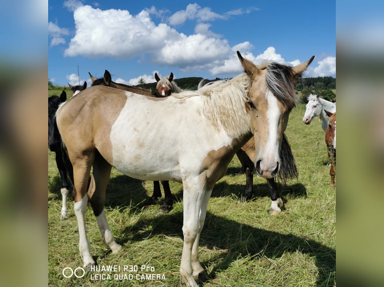 Mustang (amerikaans) Mix Merrie 1 Jaar Palomino in BETTELDORF