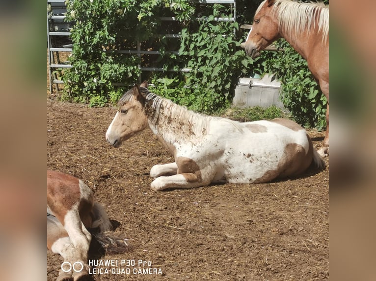 Mustang (amerikaans) Mix Merrie 1 Jaar Palomino in BETTELDORF