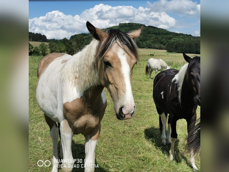 Mustang (amerikaans) Mix Merrie 1 Jaar Palomino in BETTELDORF